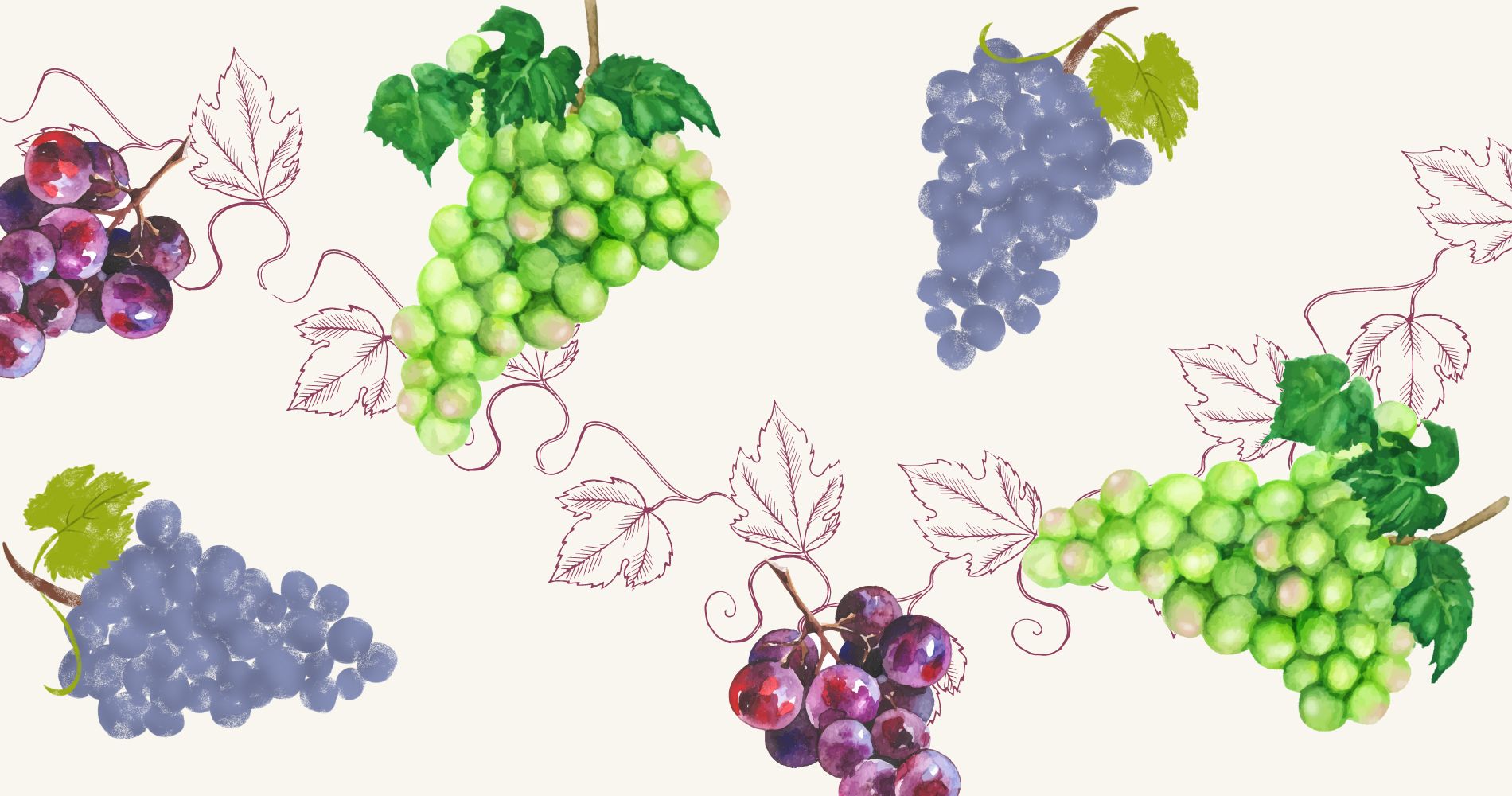 Achieve Grapeness and Concord the Day: Top 4 Mid-Atlantic Grown Grapes image