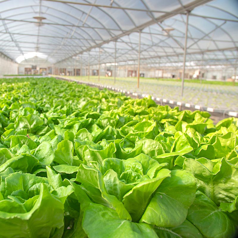 Virtual Tour of Mock's Greenhouse image