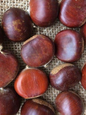 Virginia Chestnuts image