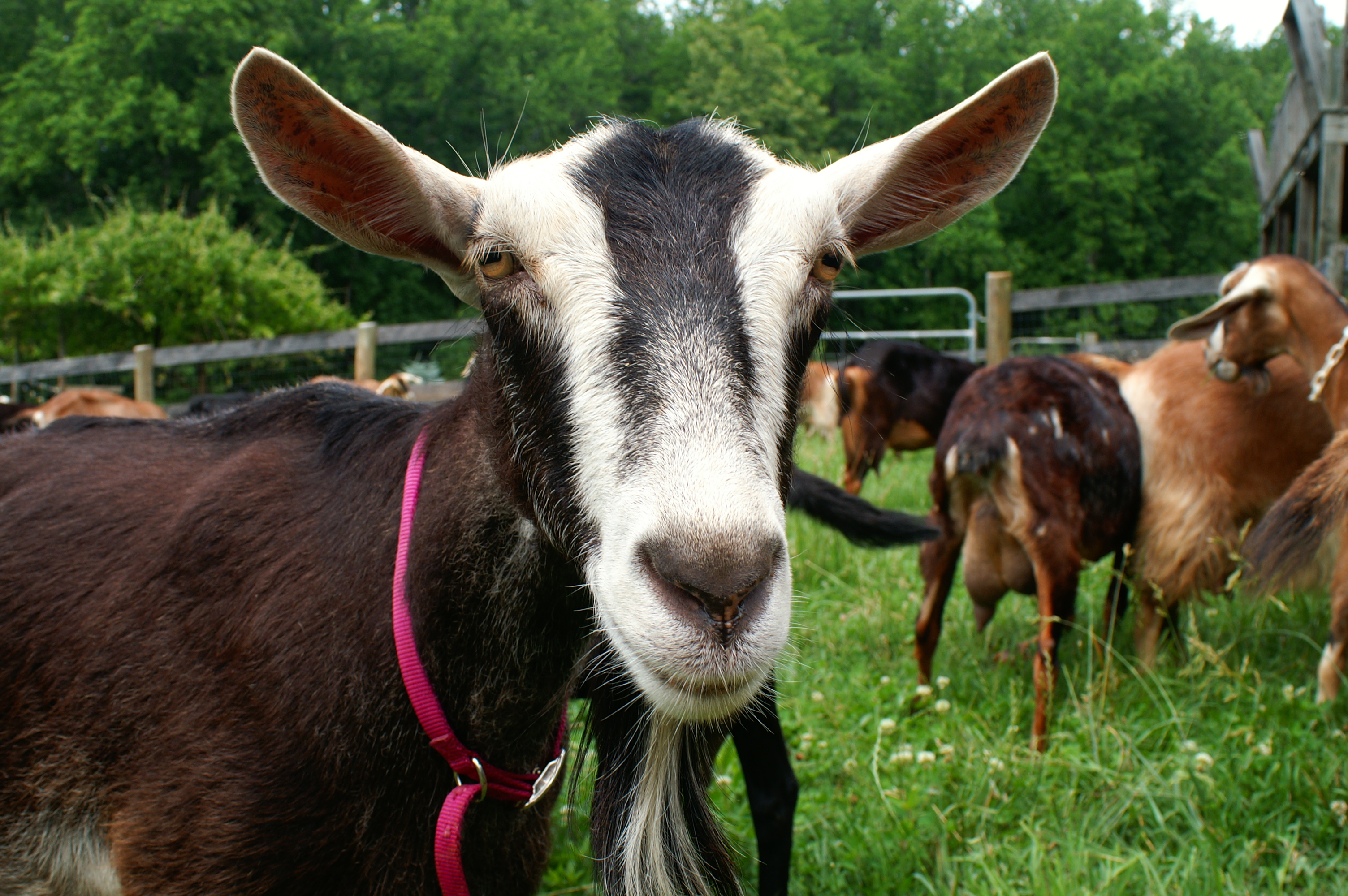 Caromont Farm image