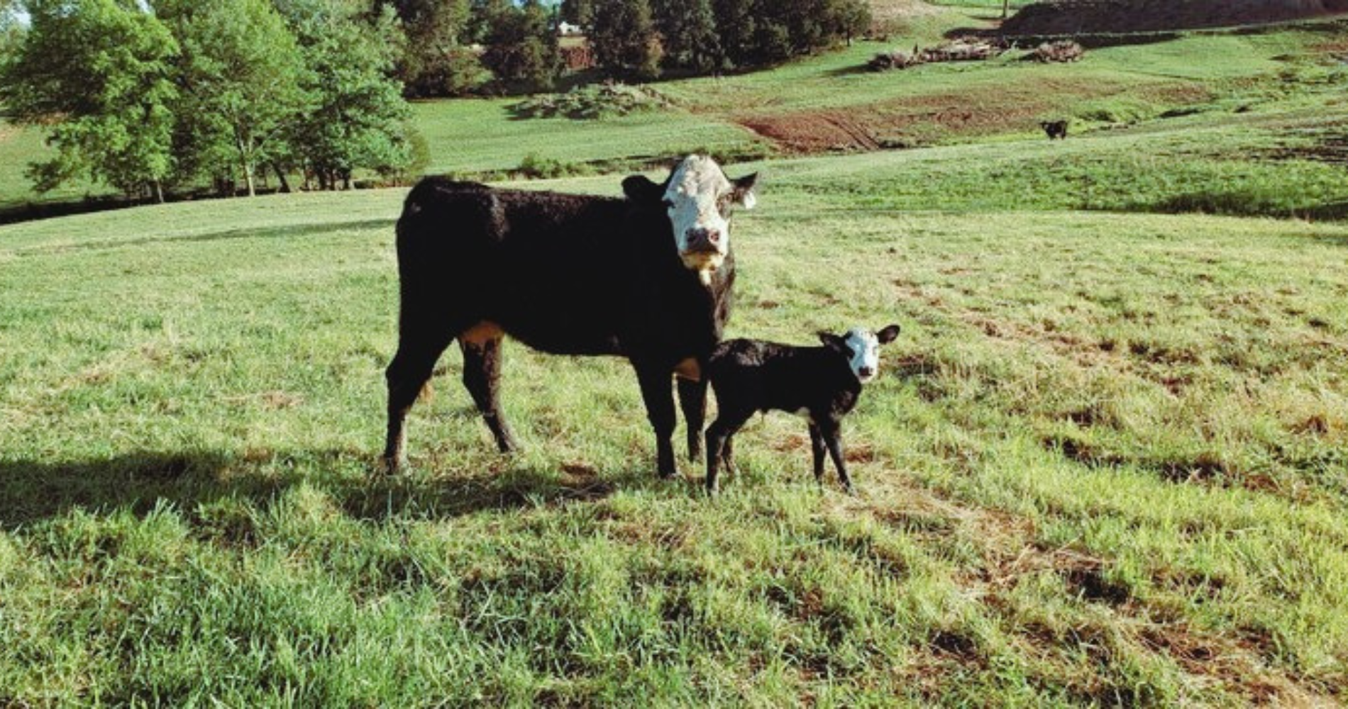 Cattle Run Farm image