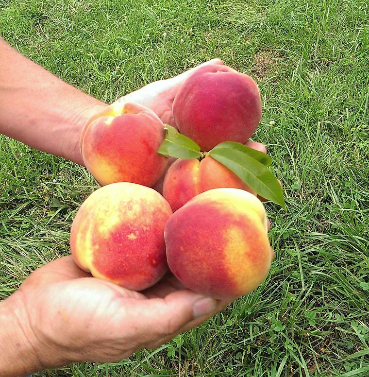 Dickie Brothers Orchard image