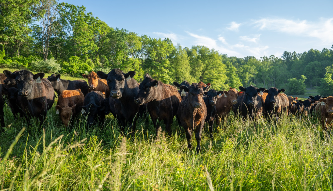 Kinloch Farm image