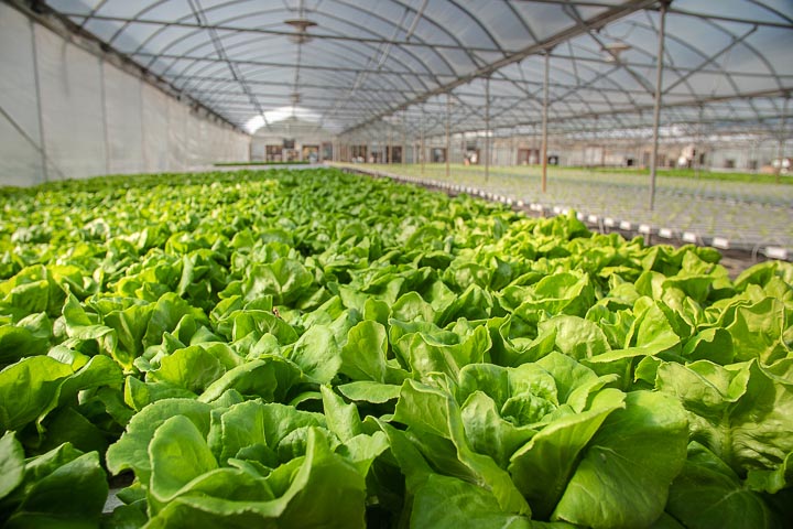 Mock's Greenhouse & Farm image