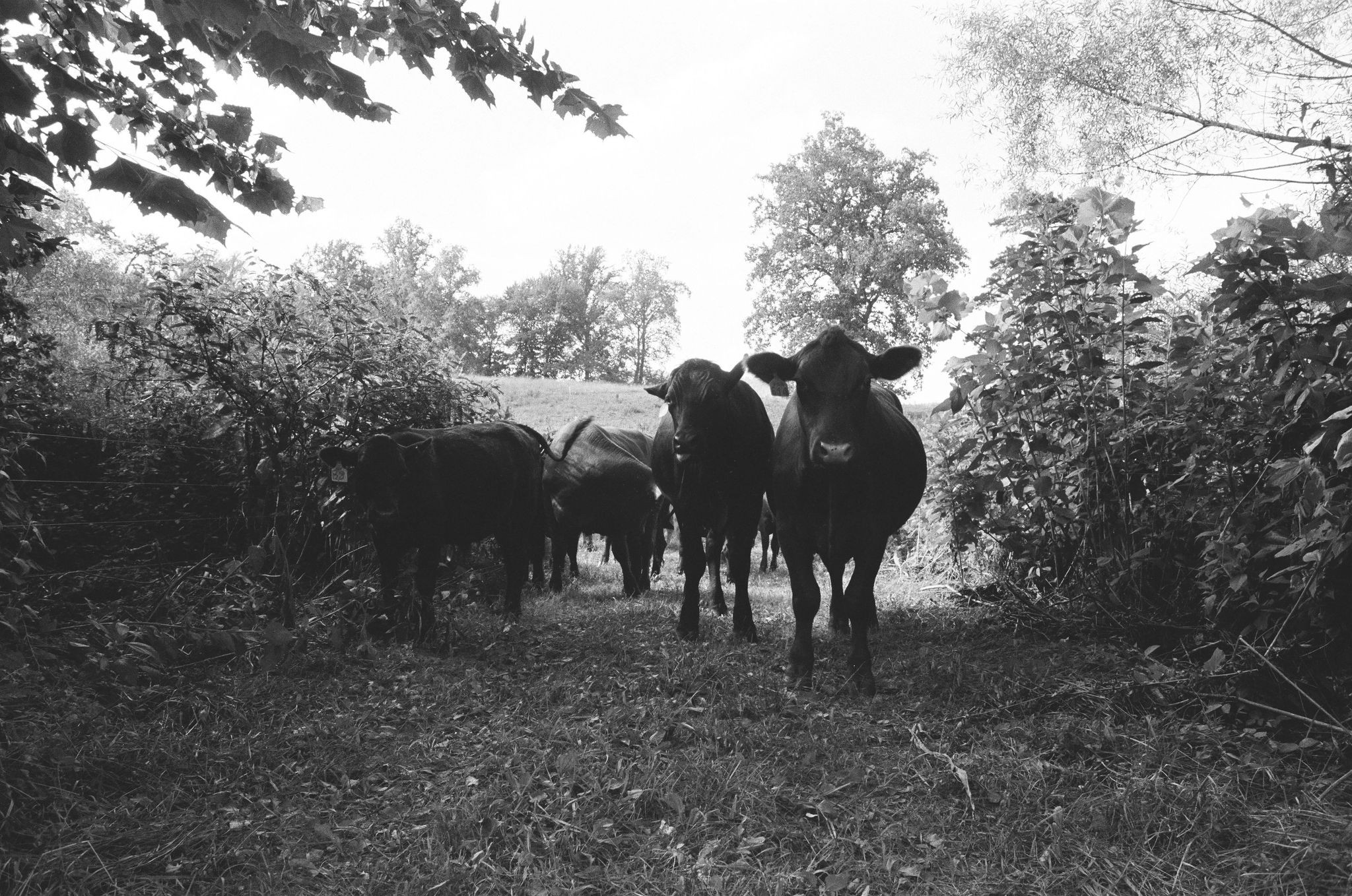 Persimmon Mountain Meat image