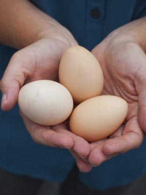 Shepards Hill Farm image