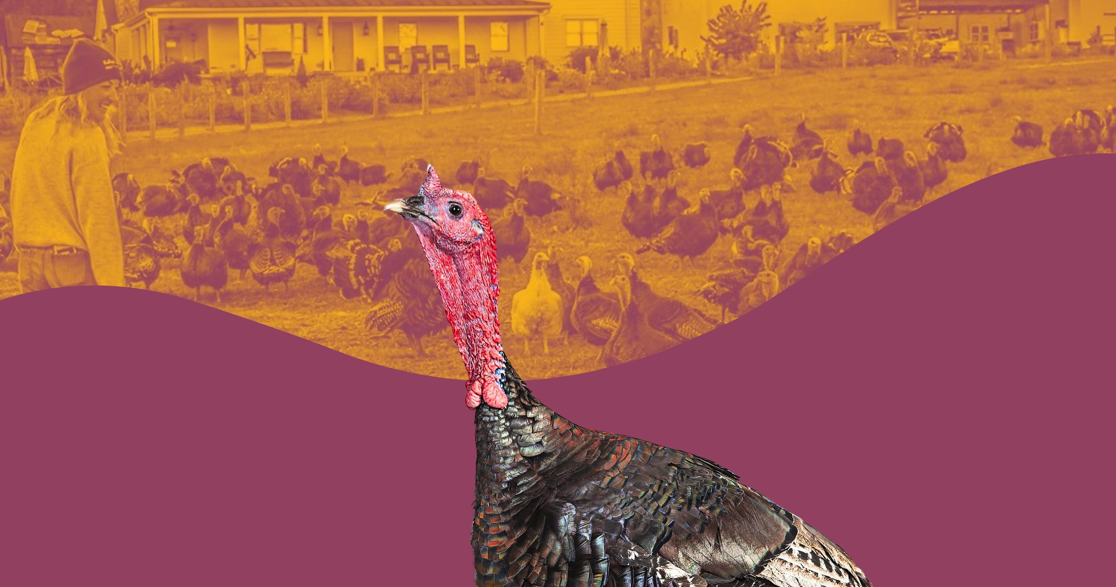 5 Reasons Why KellyBronze Turkeys  Are Better For Thanksgiving image