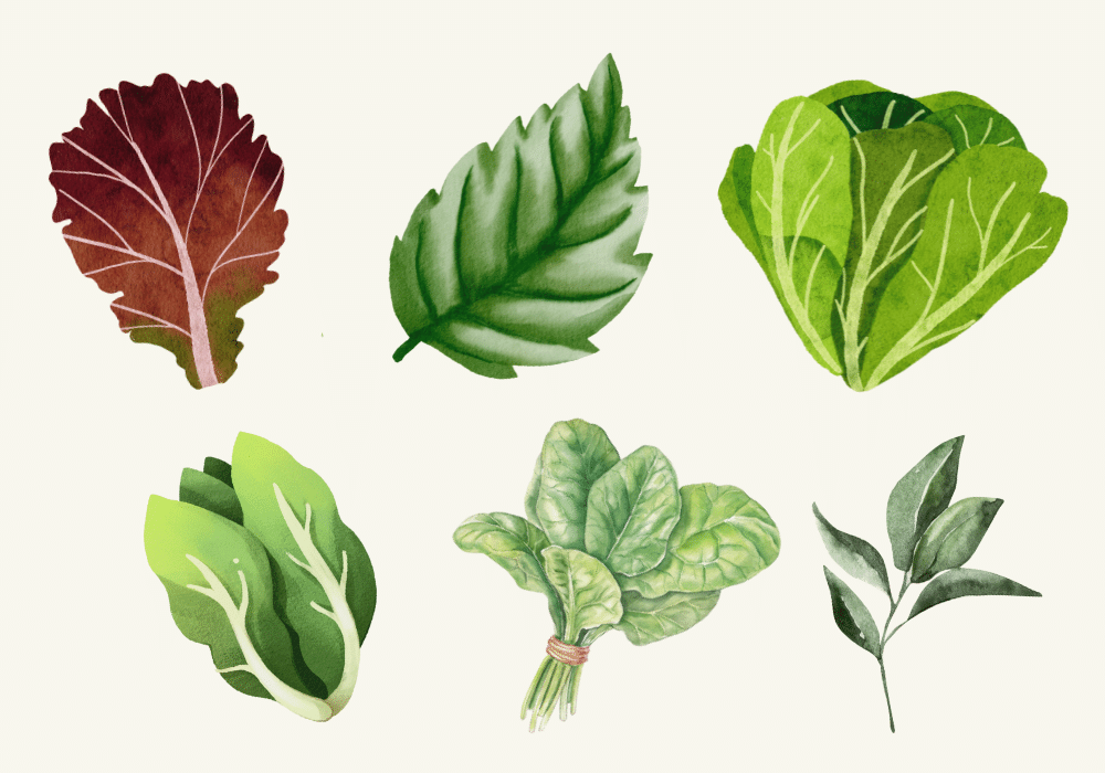 Turning Over New Leafs: 5 New Greens for Your Salad, Stir Fry and Stew image