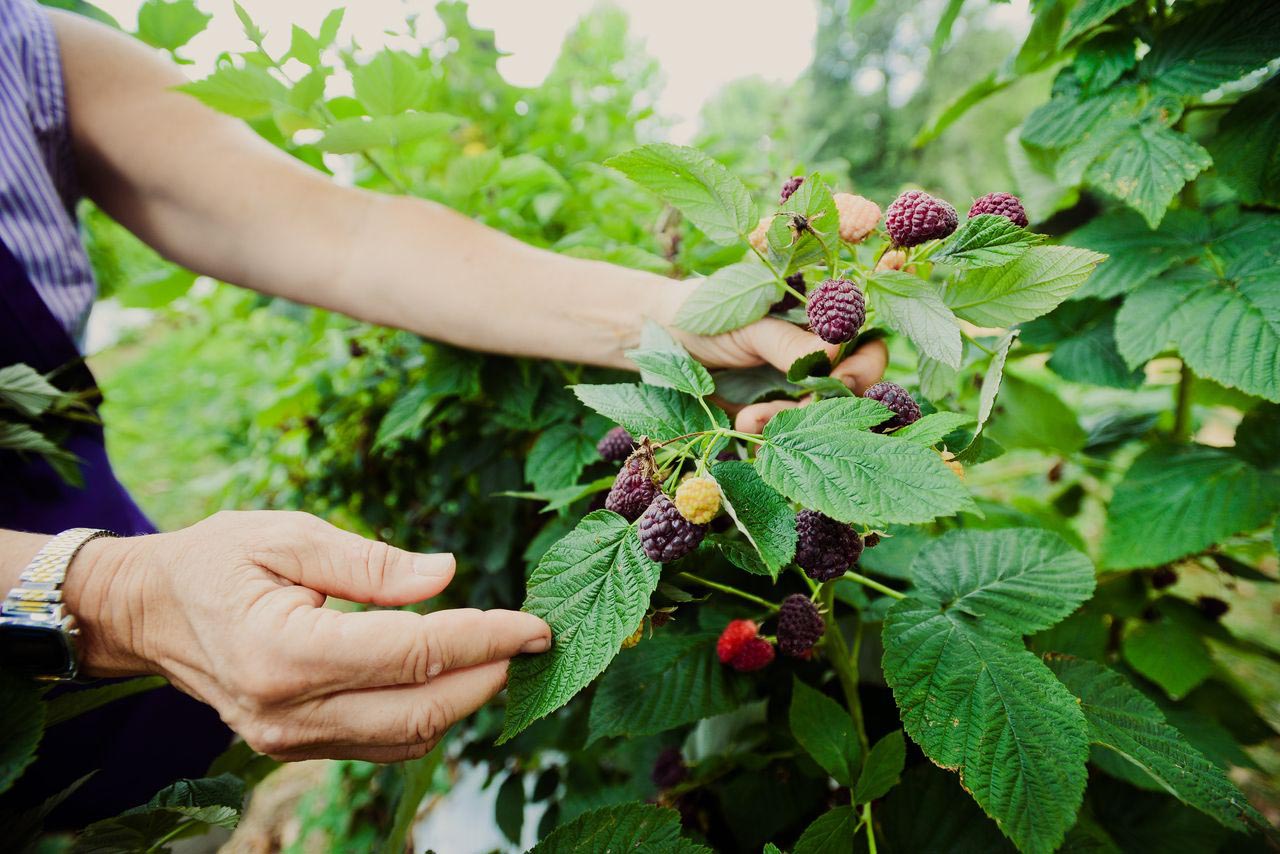 How Seasonal Eating Benefits Farmers, Your Health, and Taste Buds! image