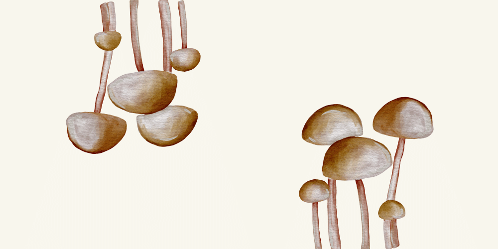 Simple, Long-Lasting Marinated Mushroom Appetizer Recipe image
