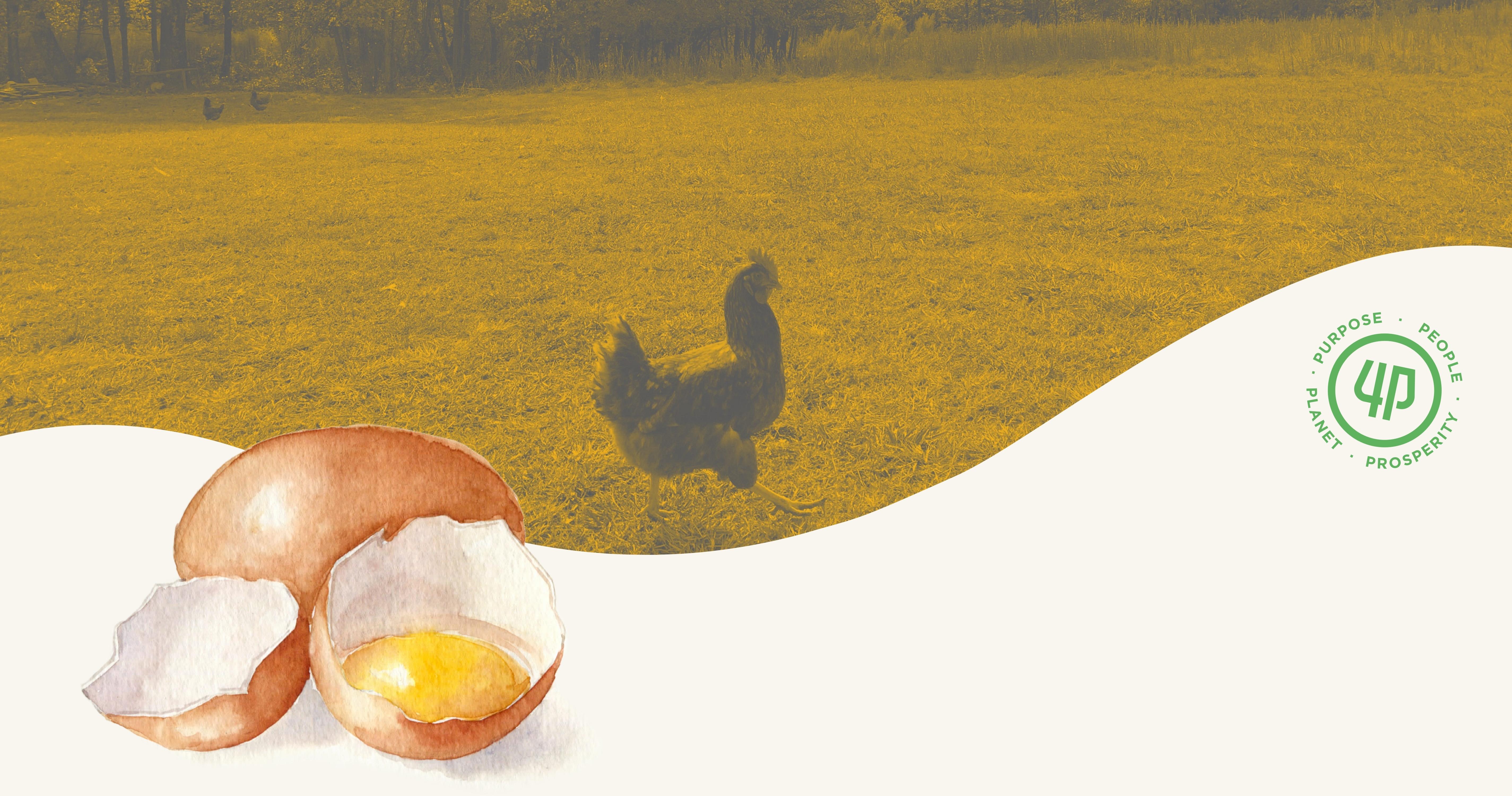 Hatching a Plan to Support Local Farms’ Pasture-Raised Egg Production image