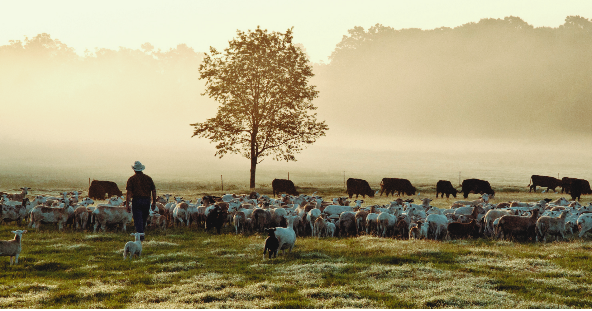 White Oak Pastures image