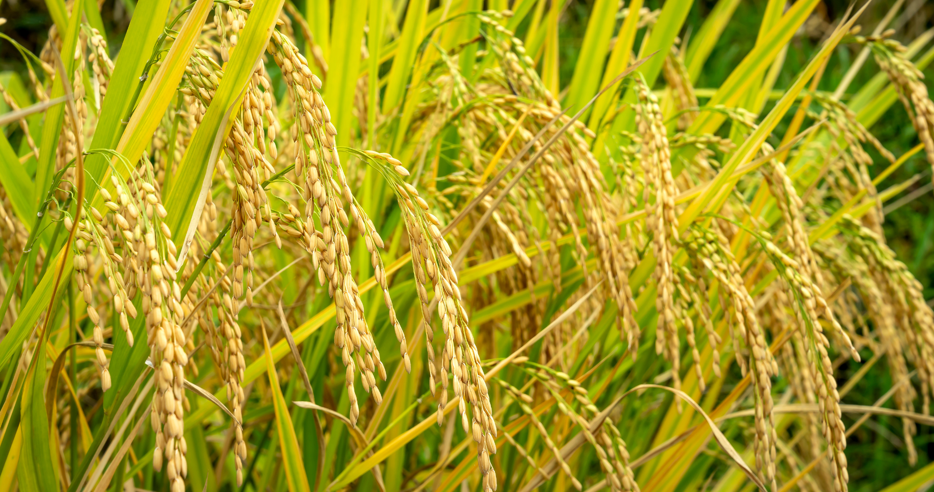 Arkansas River Rice image
