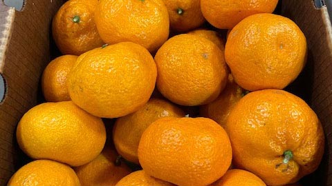 Love Organic Citrus? You Need To Know About Regional Sourcing image