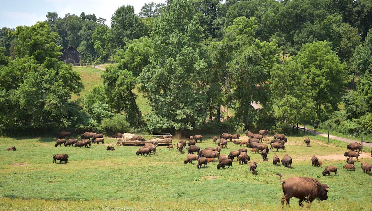 Virginia Bison Co. at Cibola Farms image