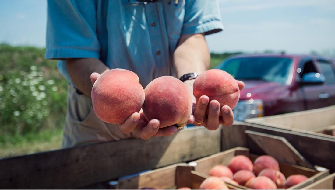 Saunders Brothers Orchard image