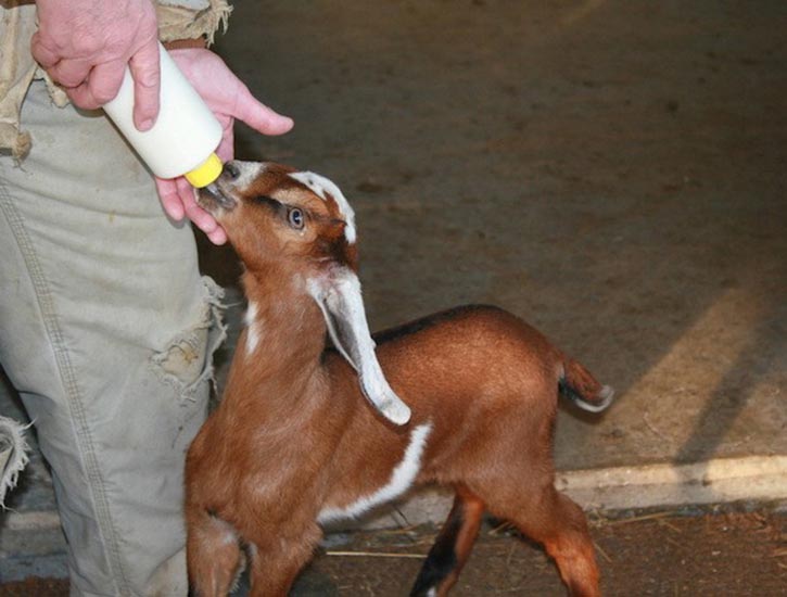 Sweet Valley Farm Dairy image