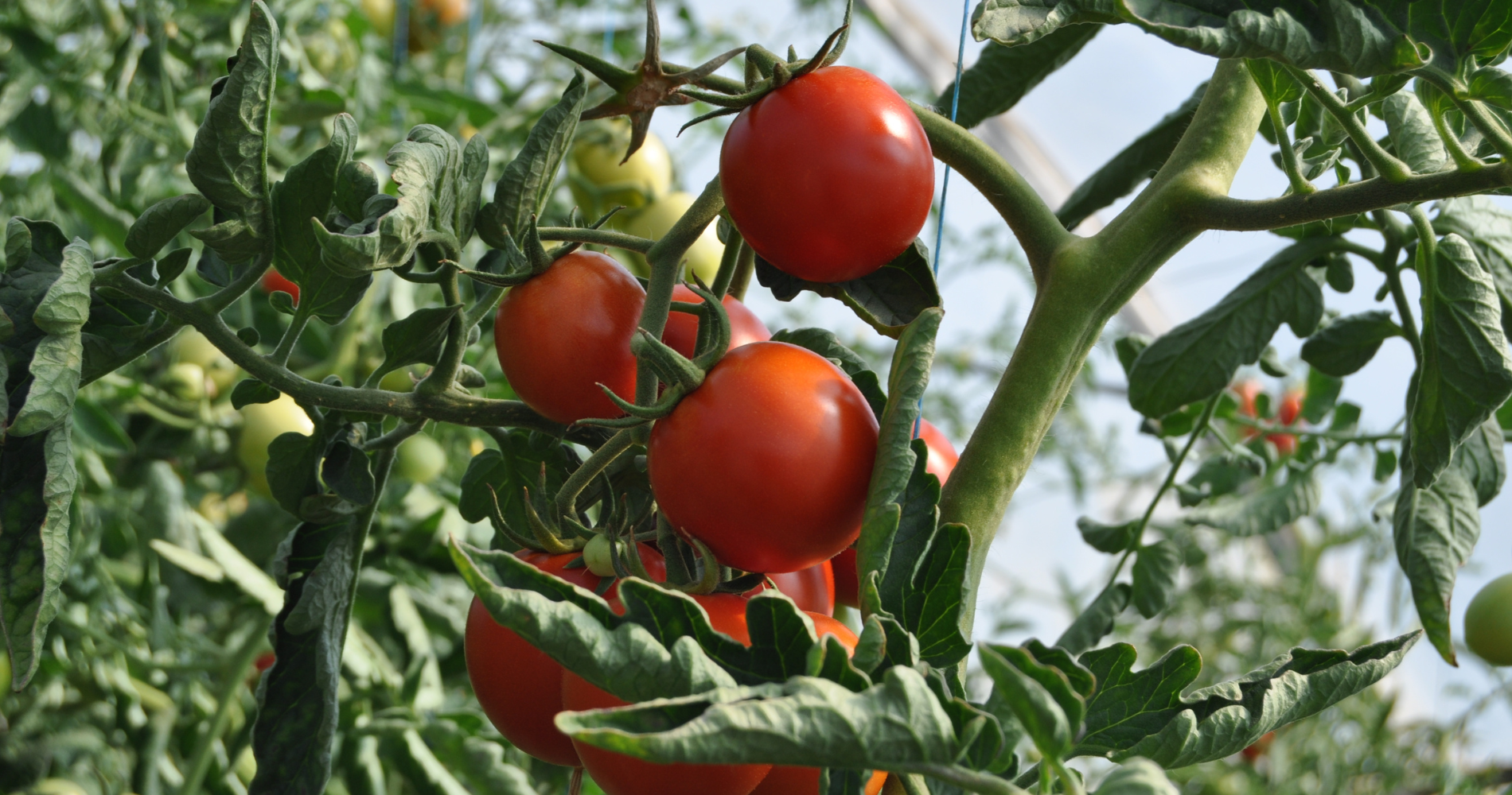 Greentop Growers image