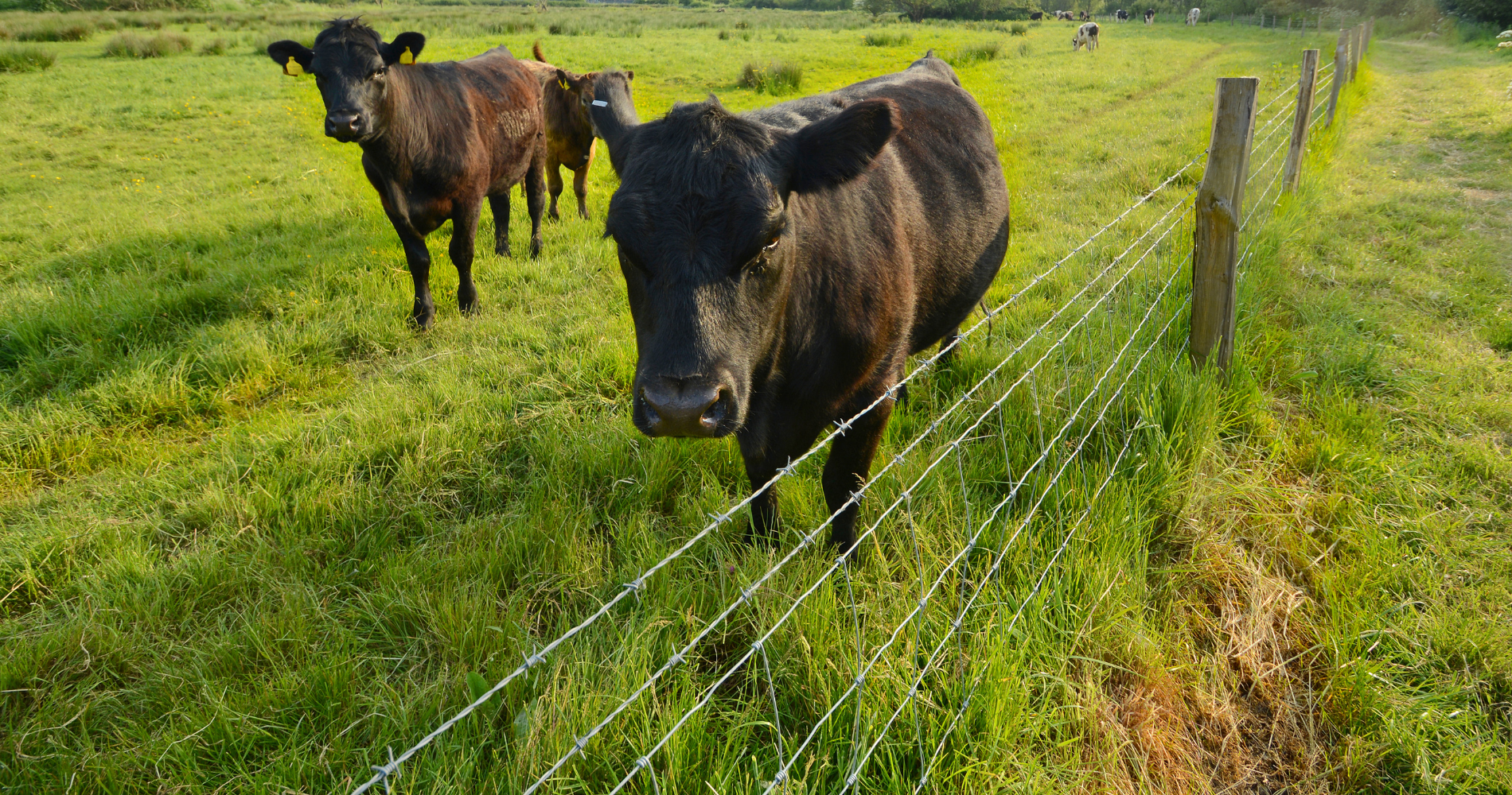 Kinloch Farm image