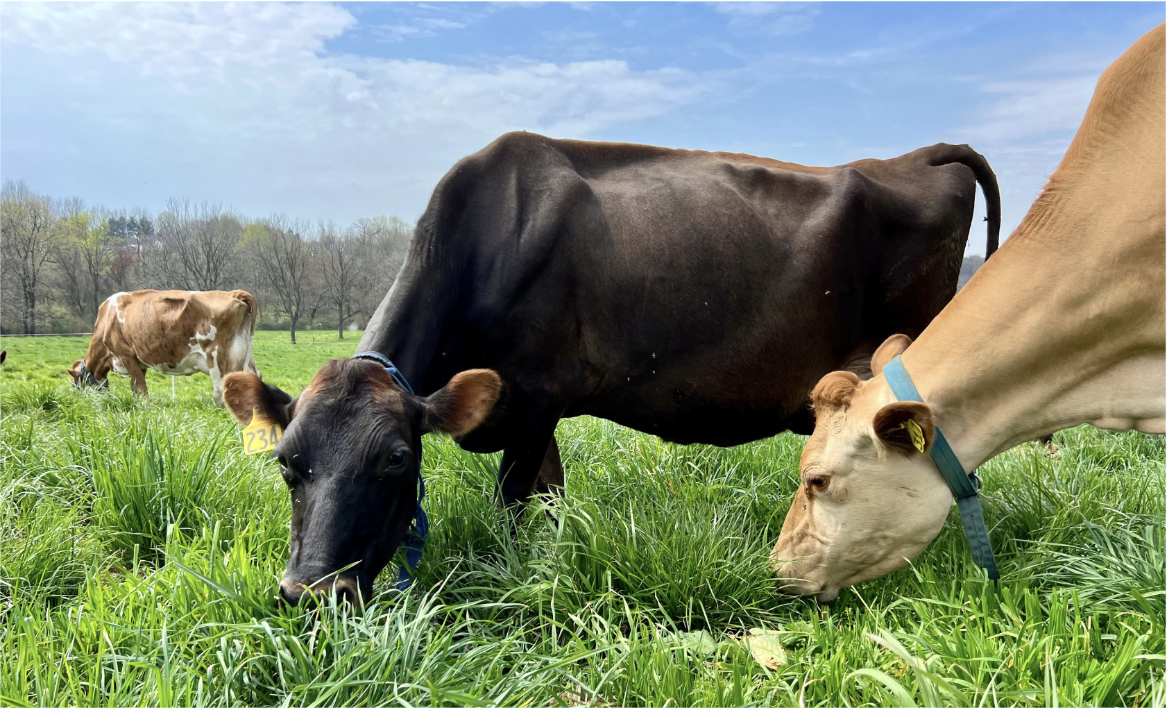 Origin Milk  image