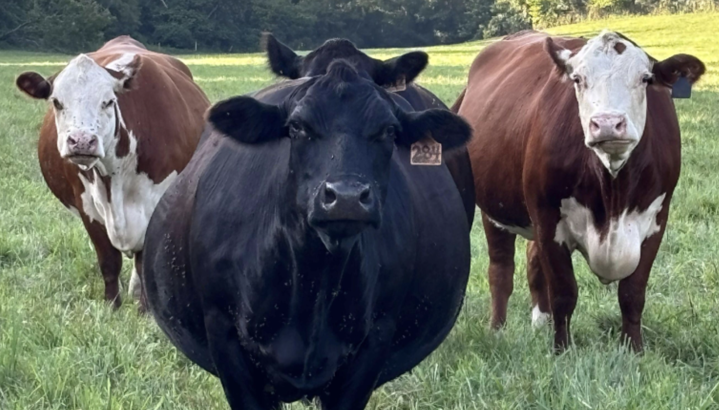 American Heritage Family Farm image