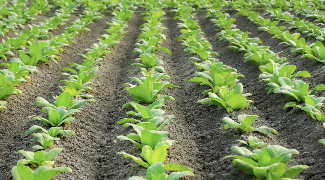 Pine Knot Farms image